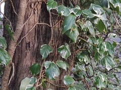 Hedera algeriensis