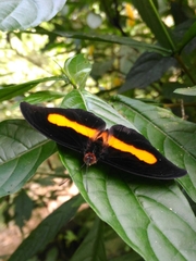 Catonephele acontius acontius