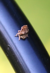 Poiocerinae