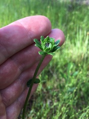 Rudbeckia hirta pulcherrima
