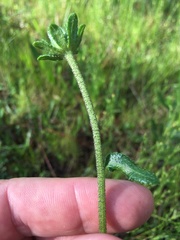 Rudbeckia hirta pulcherrima