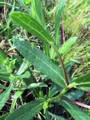 Rudbeckia hirta pulcherrima