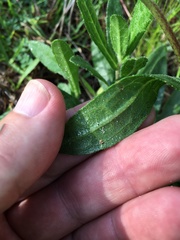 Rudbeckia hirta pulcherrima