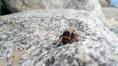 Bombus terrestris lusitanicus