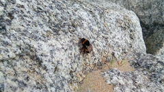 Bombus terrestris lusitanicus