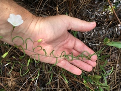 Stylisma patens angustifolia