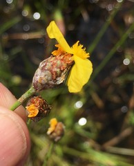 Xyris elliottii