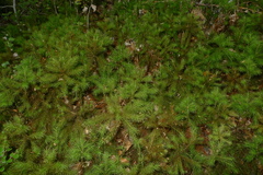 Dendroligotrichum tongariroense