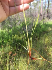 Xyris elliottii