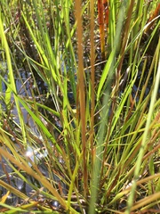 Xyris elliottii