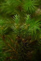Dendroligotrichum tongariroense