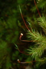 Dendroligotrichum tongariroense