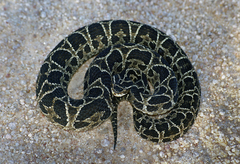 Urutu photo 2