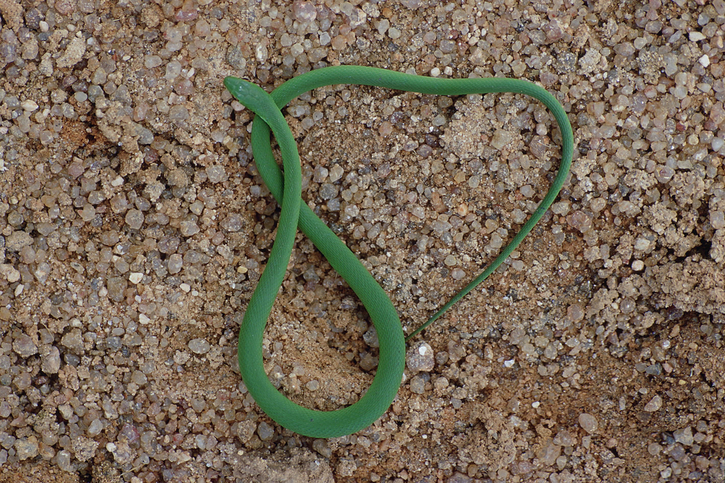Brazilian Green Racer