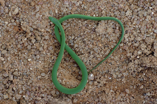 Brazilian Green Racer