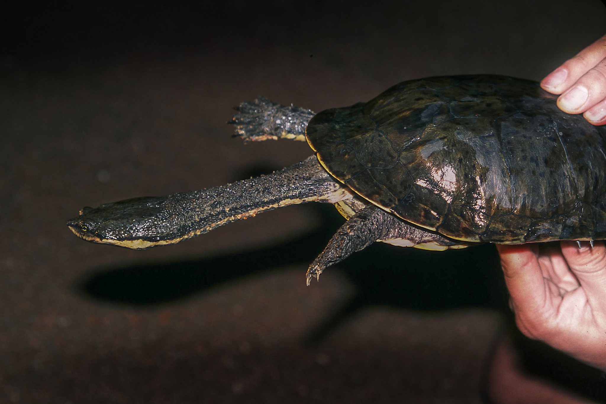 Cágado-de-pescoço-comprido (Hydromedusa tectifera) · BioDiversity4All, image size:2048x1365