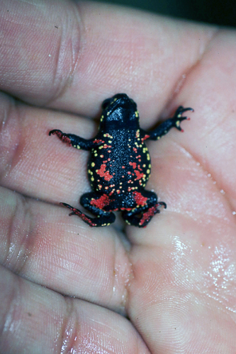 Melanophryniscus montevidensis