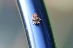 Poiocerinae