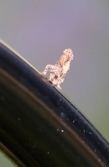 Poiocerinae