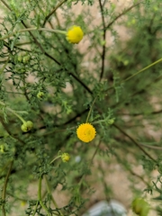 Oncosiphon pilulifer