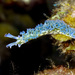 Lettuce Sea Slug - Photo (c) terence zahner, some rights reserved (CC BY-NC)
