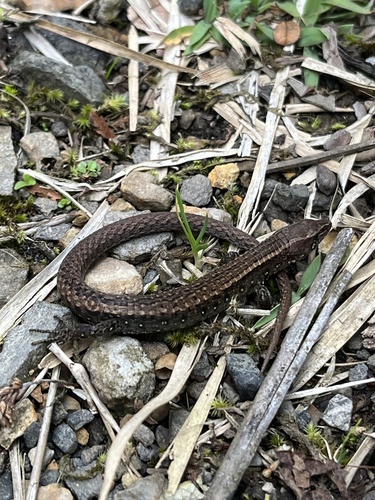Striped Lightbulb Lizard, Riama striata