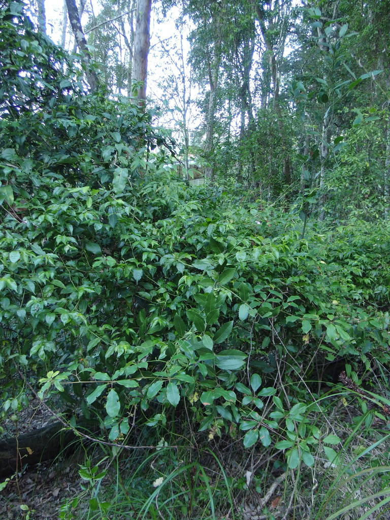 Common Wilkiea from Central Coast NSW, Australia on August 24, 2023 at