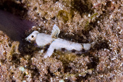 Lancer Dragonet photo 3