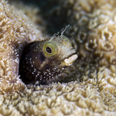 Spinyhead Blenny photo 1