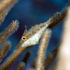 Slender Filefish photo 2