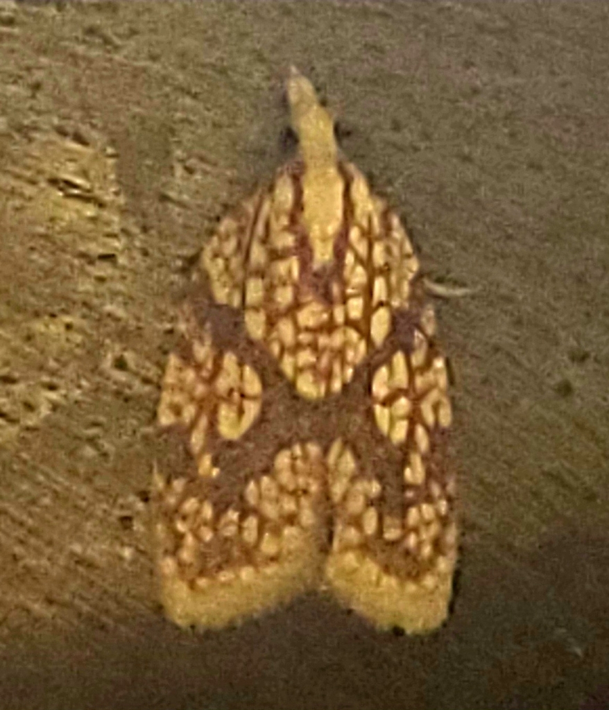 Sparganothis Fruitworm Moth