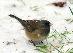 Junco hyemalis cismontanus