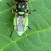 Green Soldier Fly - Photo (c) sheriglow, some rights reserved (CC BY-NC)