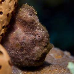 Antennarius multiocellatus