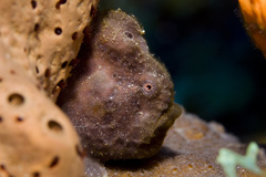 Antennarius multiocellatus