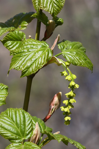 Manchurian Striped Maple