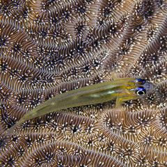 Coryphopterus lipernes