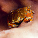 Gaudy Clown Crab - Photo (c) terence zahner, some rights reserved (CC BY-NC), uploaded by terence zahner