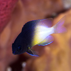 Bicolor Damselfish photo 3