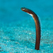 Brown Garden Eel - Photo (c) terence zahner, some rights reserved (CC BY-NC), uploaded by terence zahner