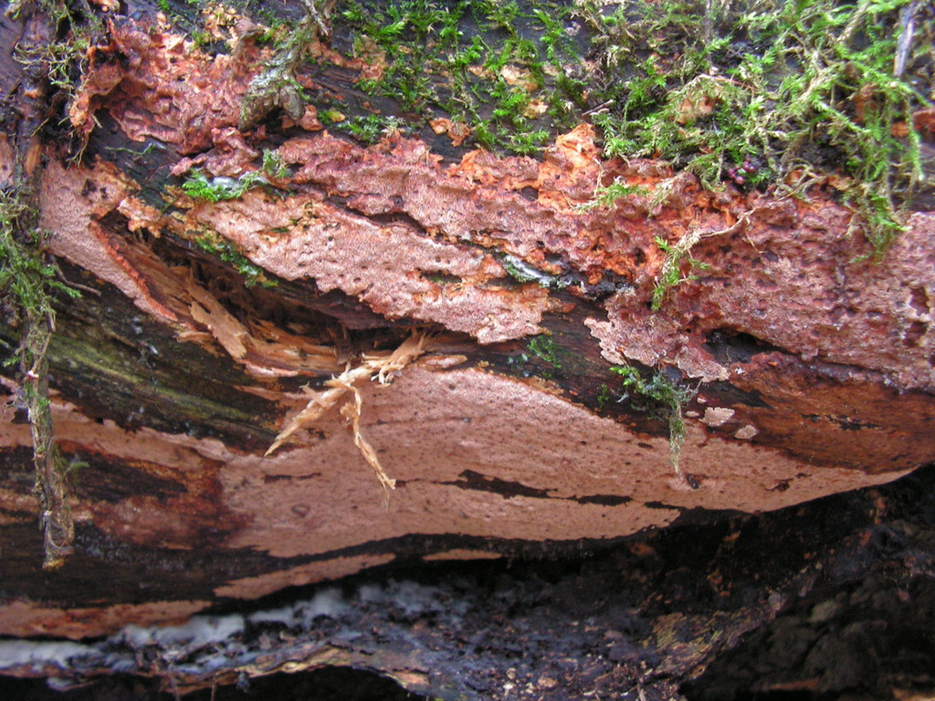 Steccherinum collabens