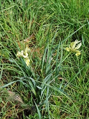 Iris grant-duffii