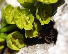 Acer tegmentosum