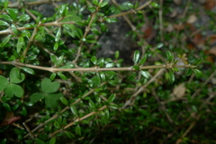Coprosma depressa