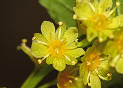 Acer tegmentosum