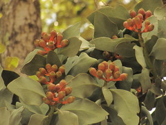 Psittacanthus macrantherus