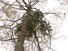 Psittacanthus macrantherus