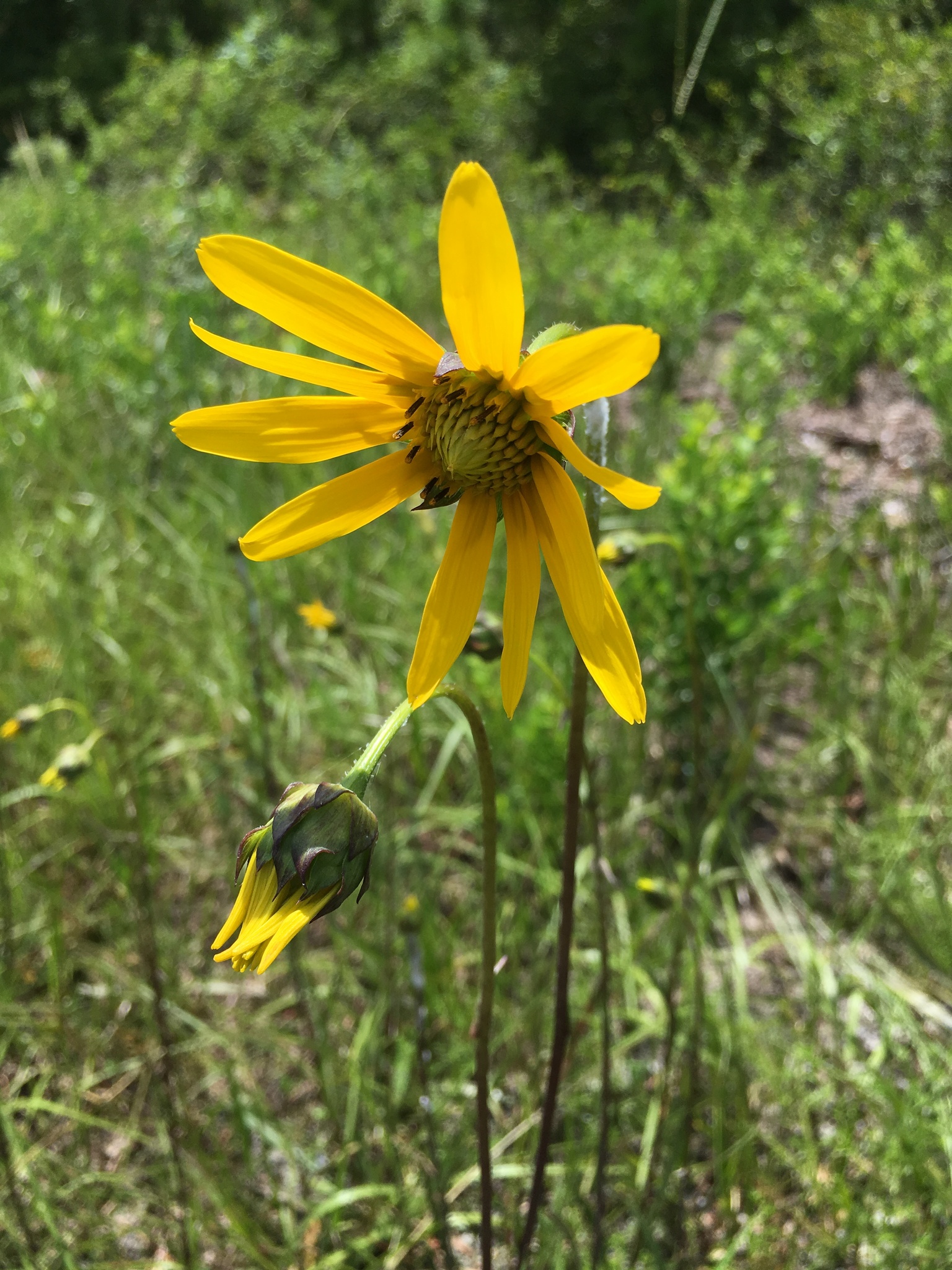 Helianthus carnosus