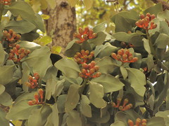 Psittacanthus macrantherus