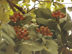 Psittacanthus macrantherus